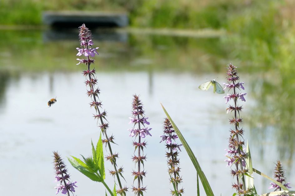 naam wilde bloem langs waterkant (2)
